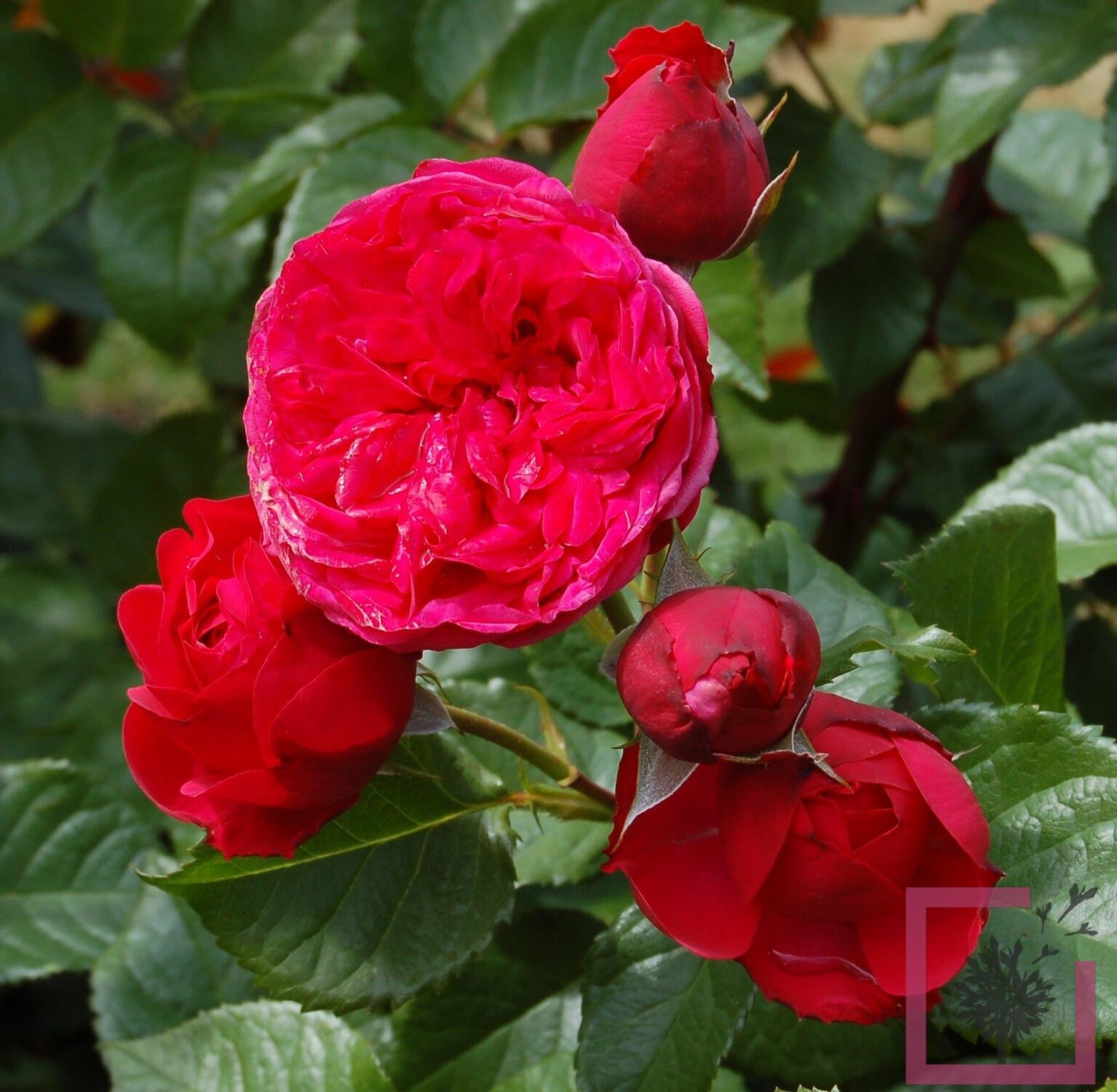 ROSA GR FIORE TANTAU PIANO Vivai Marche