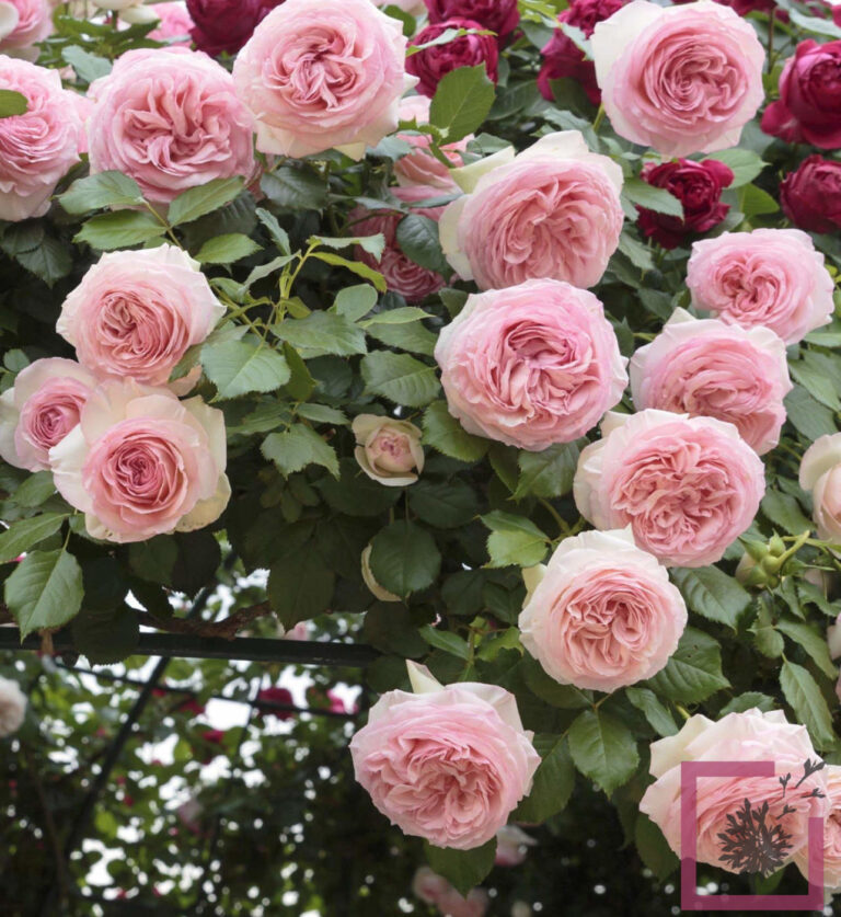 ROSA RAMPICANTE TANTAU GIARDINA Vivai Marche