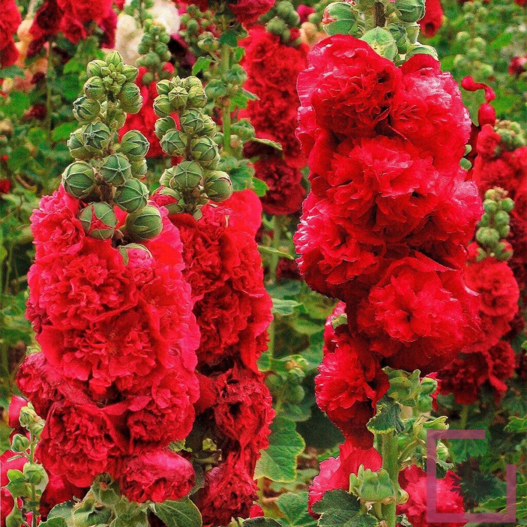 ALCEA ROSEA PLENA CHARTERS ROT ROSSO - Vivai Marche
