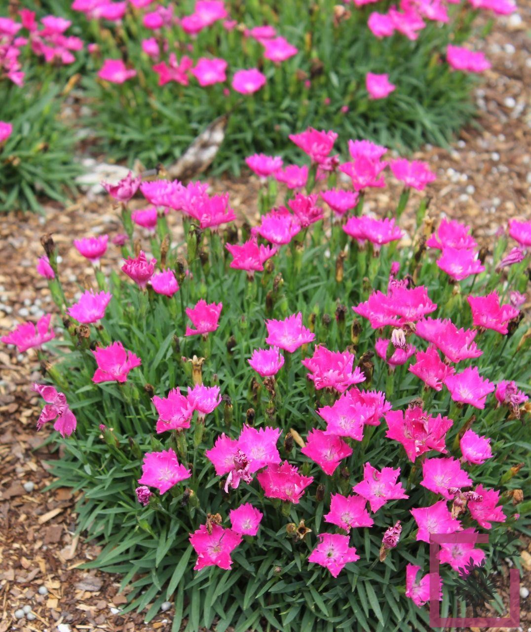 Низкие многолетники названия и фото. Kahori Pink гвоздика. Аргерартерум многолетний. Гвоздика Садовая низкорослая. Гвоздика многолетняя низкорослая.