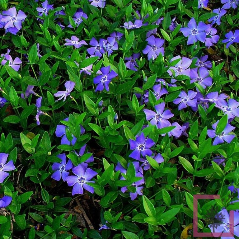 vinca-minor-variegata-blu-vivai-marche