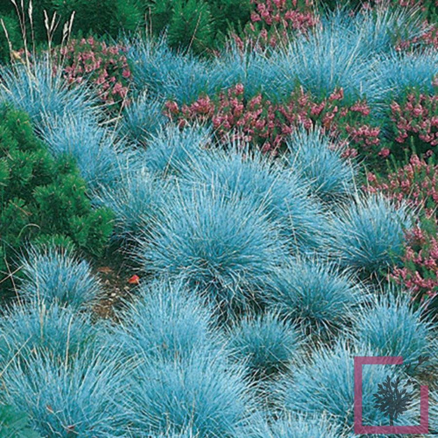 FESTUCA GLAUCA ELIJAH BLUE Vivai Marche FESTUCA GLAUCA ELIJAH BLUE Vivai Marche