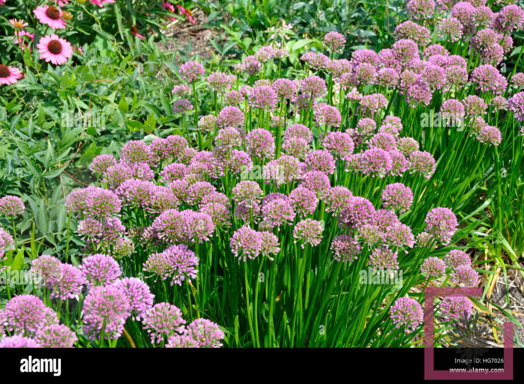 ALLIUM MILLENNIUM ® Vivai Marche