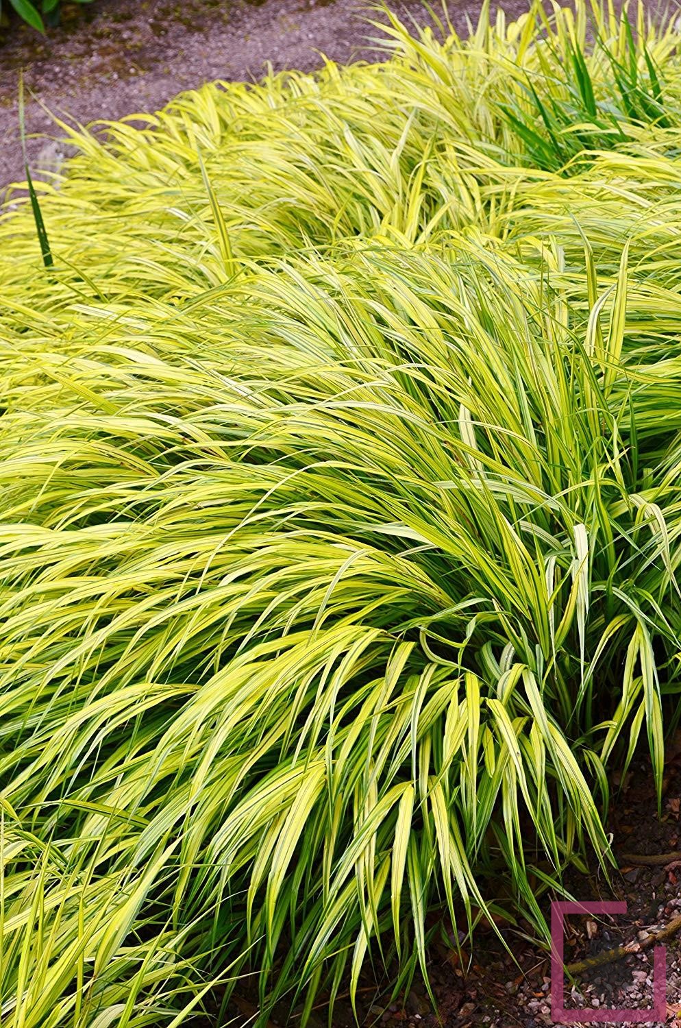 HAKONECHLOA MACRA AUREOLA Vivai Marche