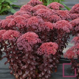 SEDUM DARK MAGIC ROSSO