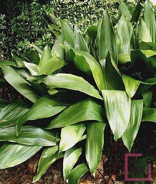 ASPIDISTRA ELATIOR