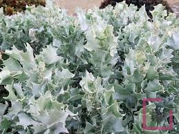 ATRIPLEX NUMMULARIA SILVER HOLLY