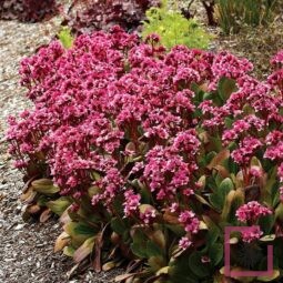 BERGENIA  FLIRT ®