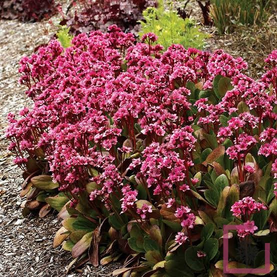 BERGENIA FLIRT ®