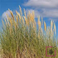 CALAMAGROSTIS ARENARIA